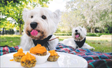 Dog Party